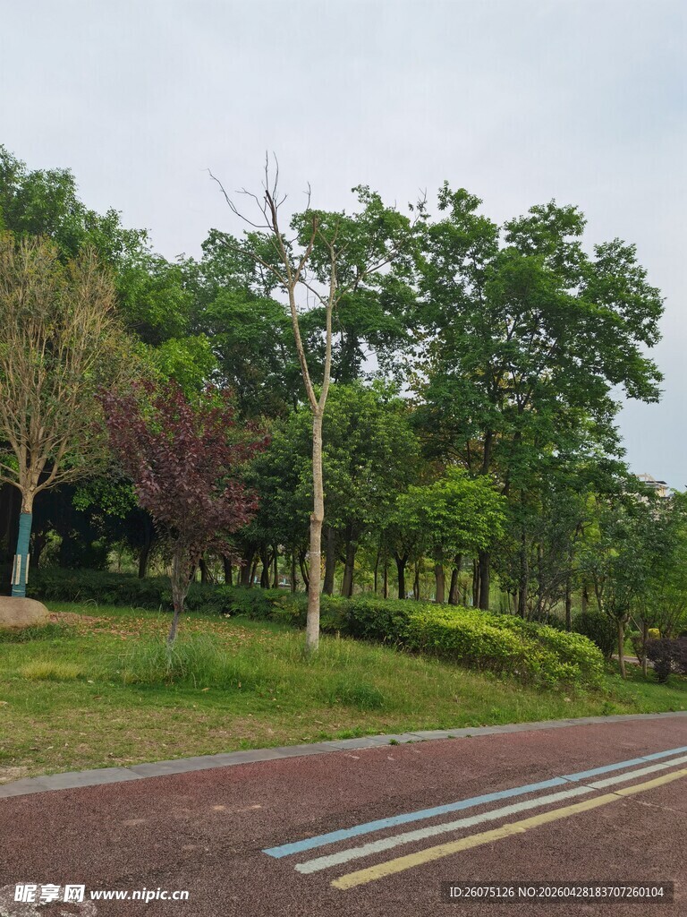 公园中的绿树与道路景观