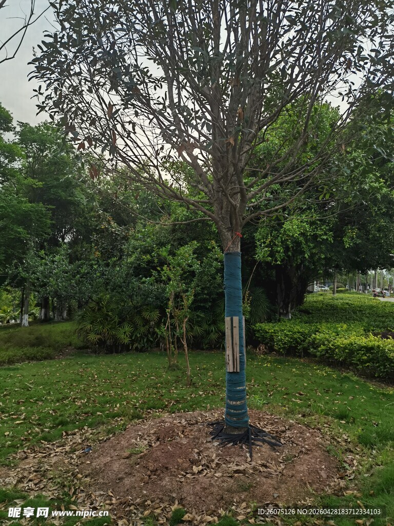公园中一棵新植的树木