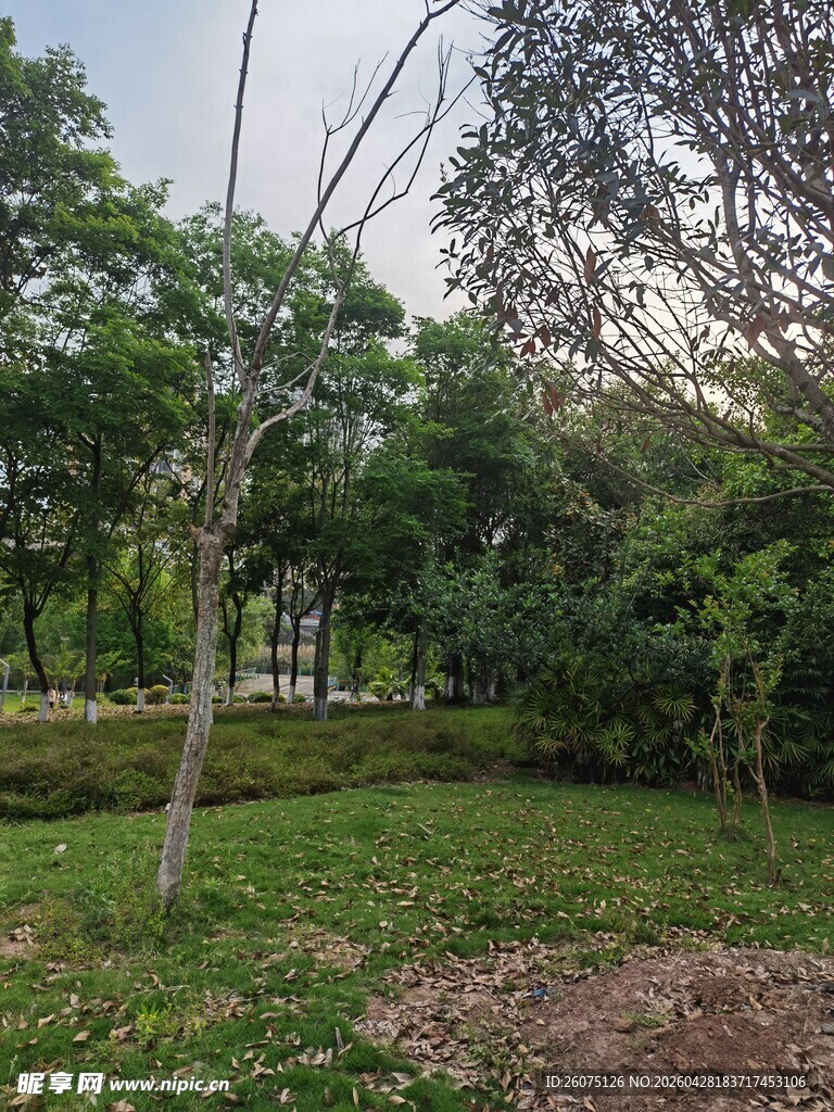绿意盎然的户外树林场景
