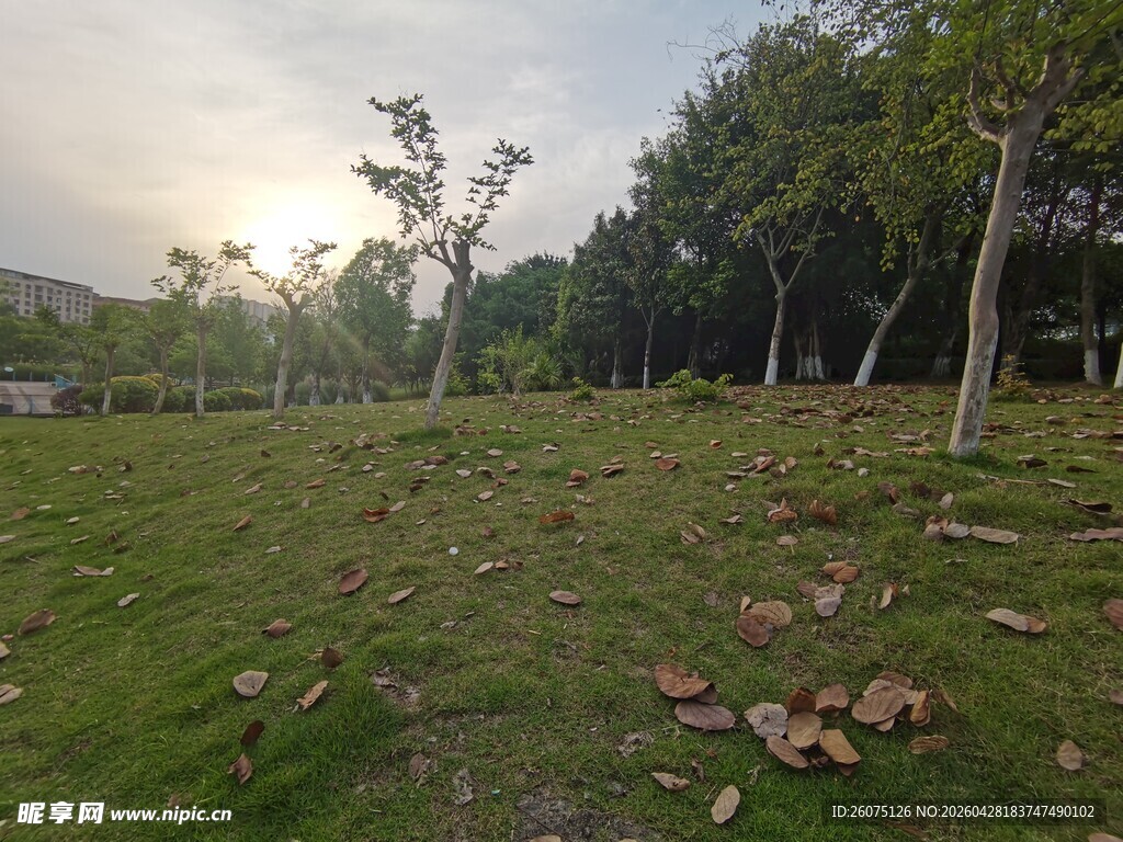 阳光草地树林自然美景