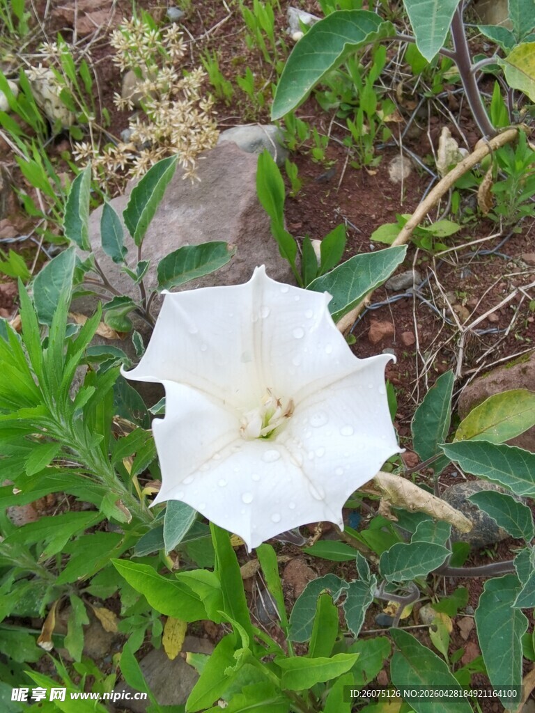 白色曼陀罗花绽放于绿叶间