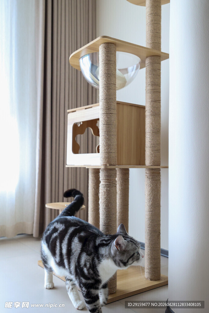木质猫爬架与猫咪