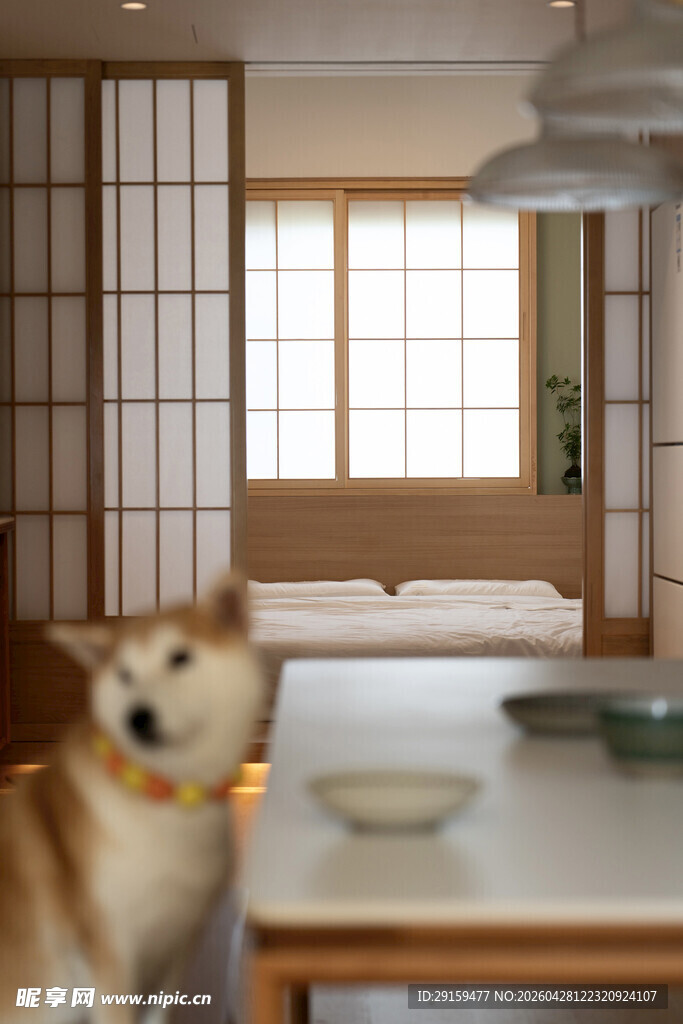 日式房间里的可爱柴犬