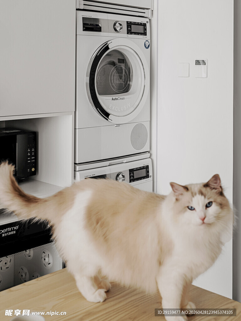 厨房台面上的可爱猫咪