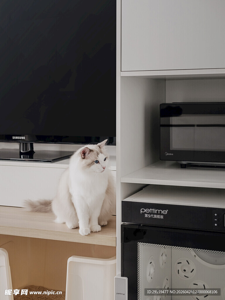 厨房台面上的可爱猫咪