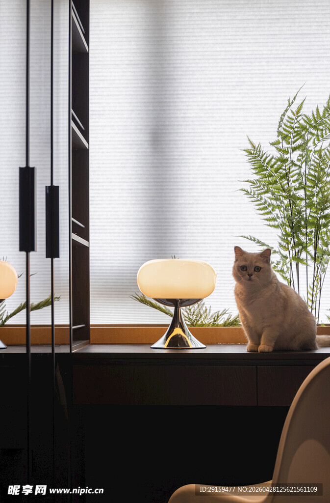 窗边猫咪伴绿植与灯具