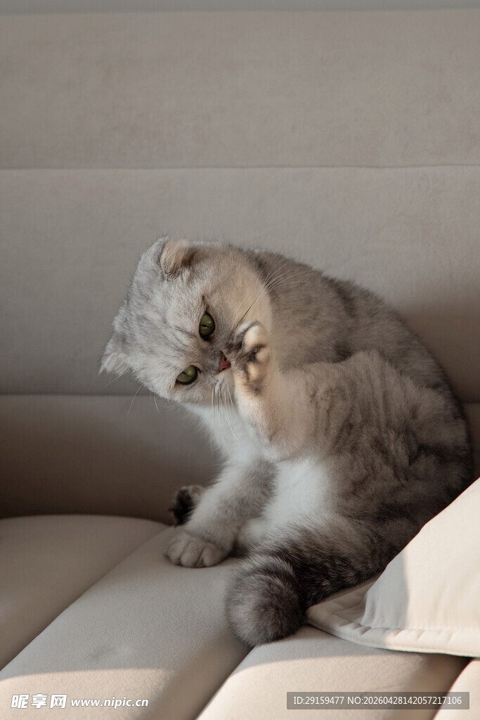 纸箱里的可爱猫咪