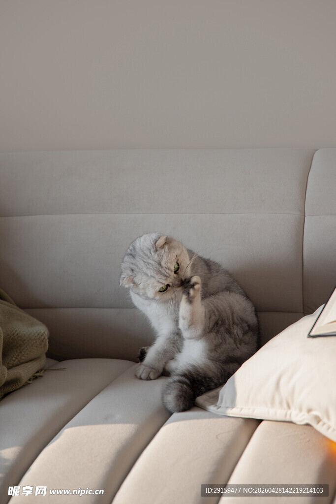 沙发上的可爱猫咪