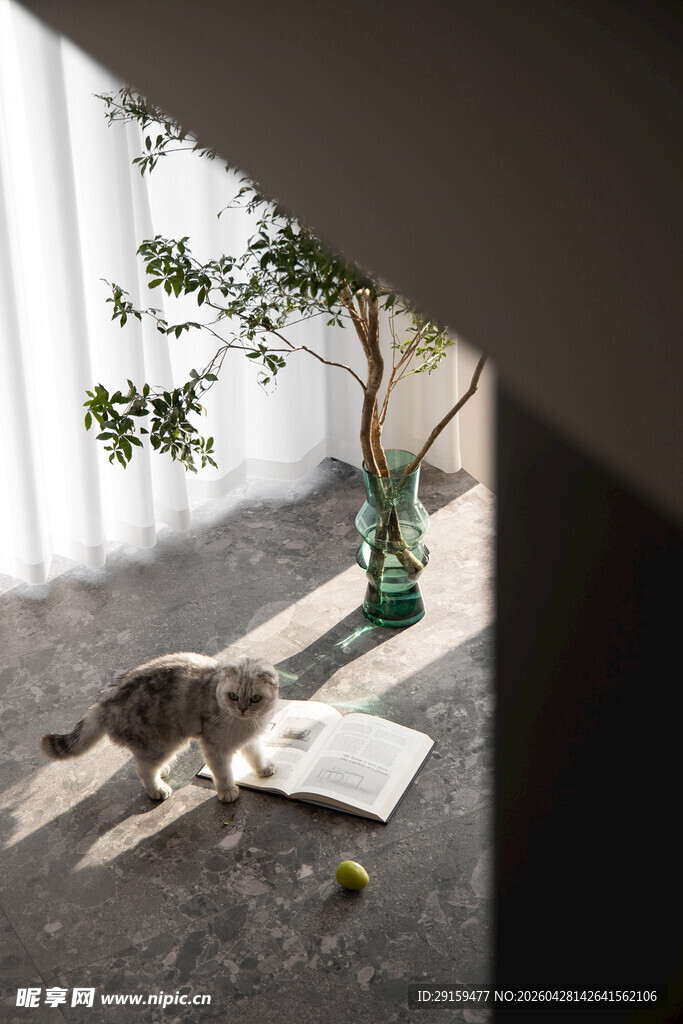 室内猫咪与绿植的温馨场景