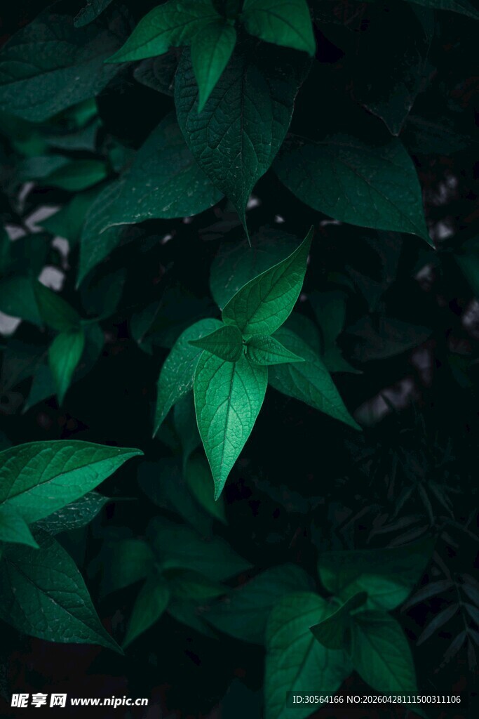 暗调下的翠绿叶片