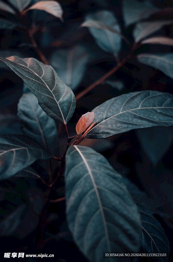 深绿叶片的独特植物细节