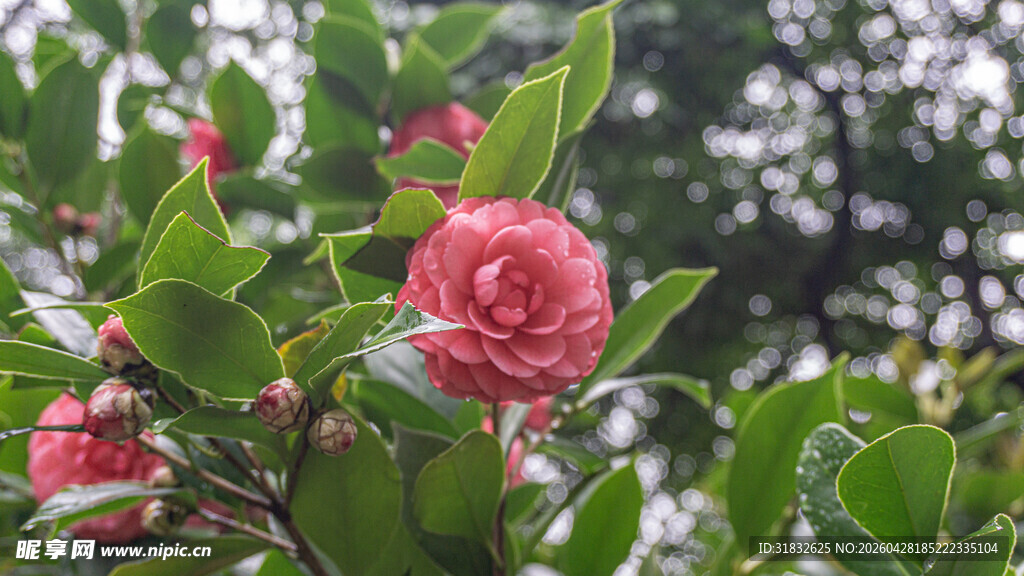 娇艳山茶花绽放绿叶间