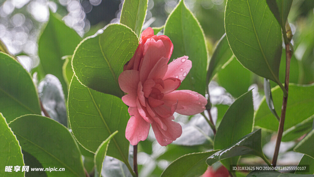 娇艳山茶花绽于绿叶间