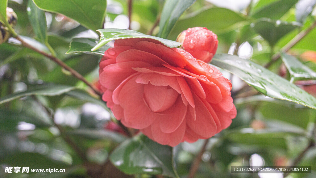 娇艳山茶花绽放枝头