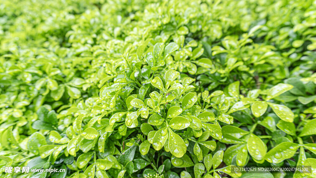 翠绿繁茂的植物叶片