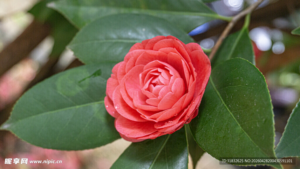 娇艳山茶花绽放绿叶间