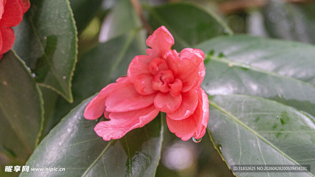 娇艳欲滴的粉色山茶花