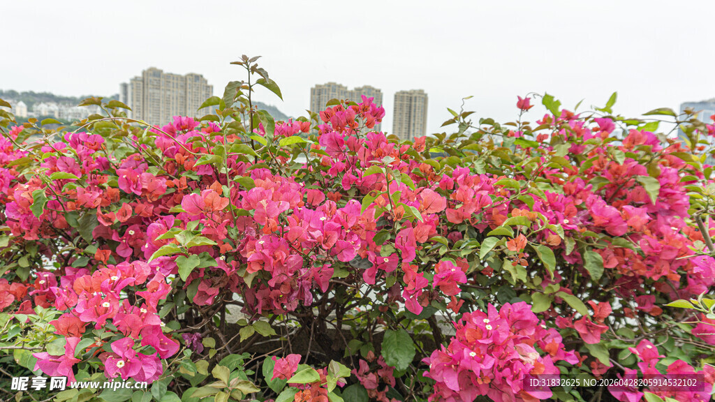 盛开的艳丽三角梅花卉