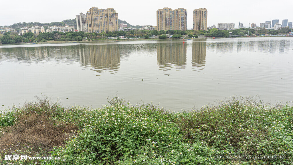 湖畔风光 绿植与高楼倒影