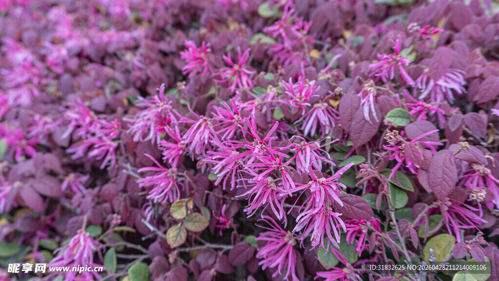 红花檵木 紫叶植物景观