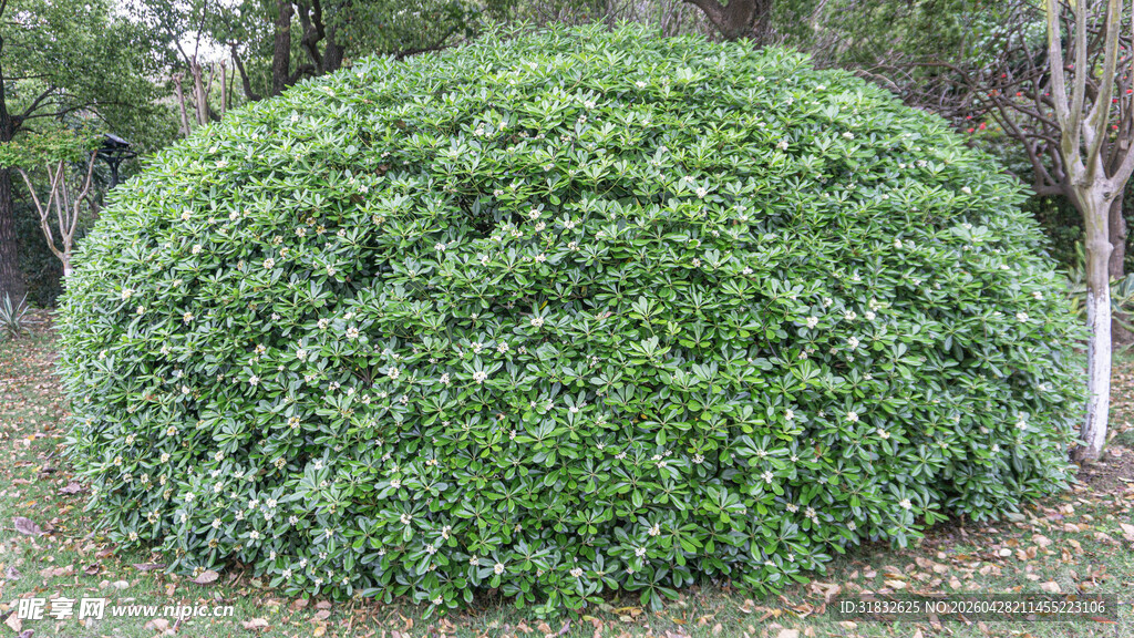 海桐花 球形绿植灌木景观