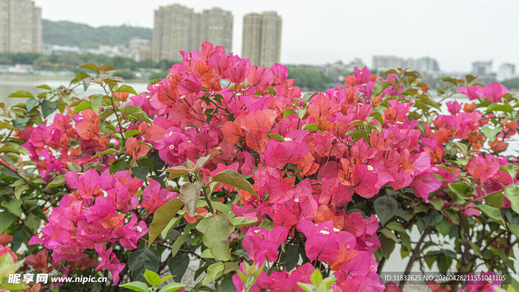 娇艳三角梅绽放城市风景