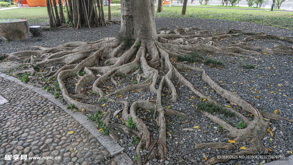 盘根错节的大树根系