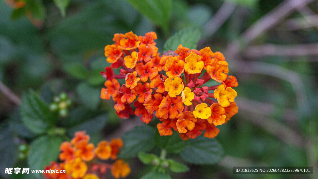 鲜艳马缨丹花朵特写