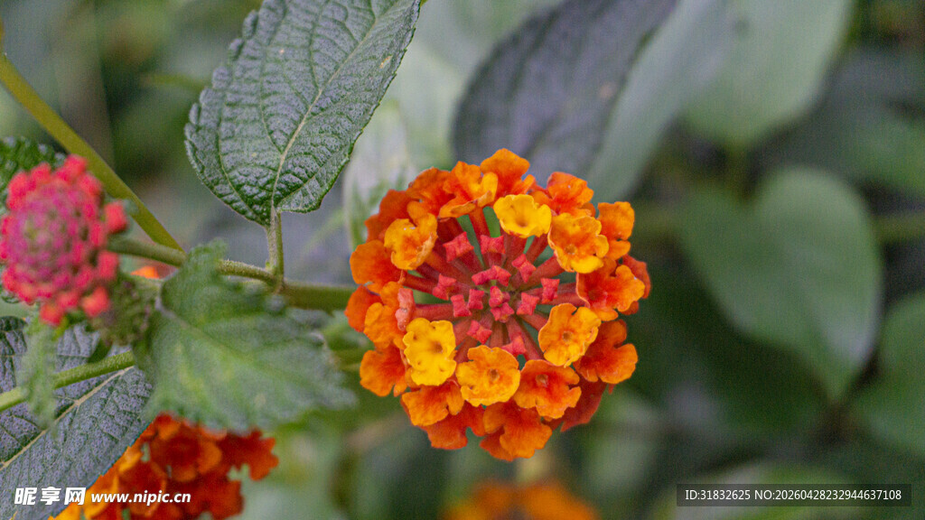 橙红马缨丹绽放