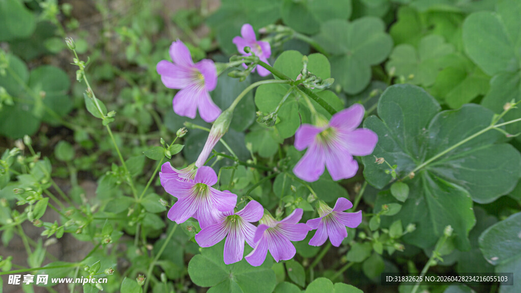 紫色小花绽放绿意间
