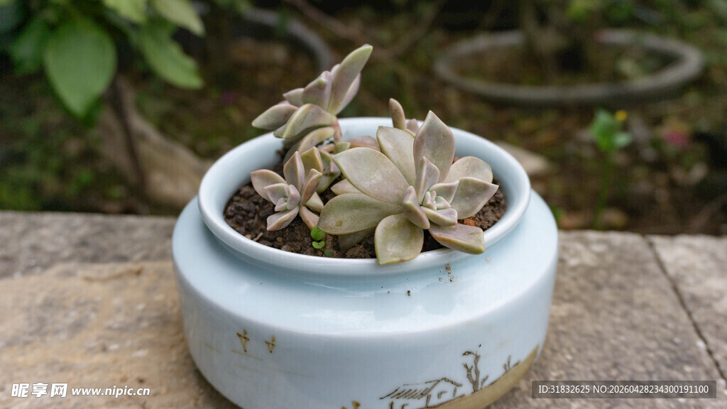 白色瓷盆中的多肉植物