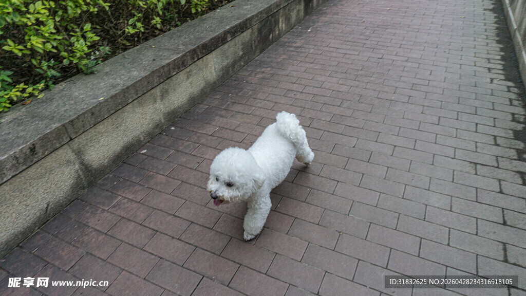 小狗狗在步道上快乐奔跑
