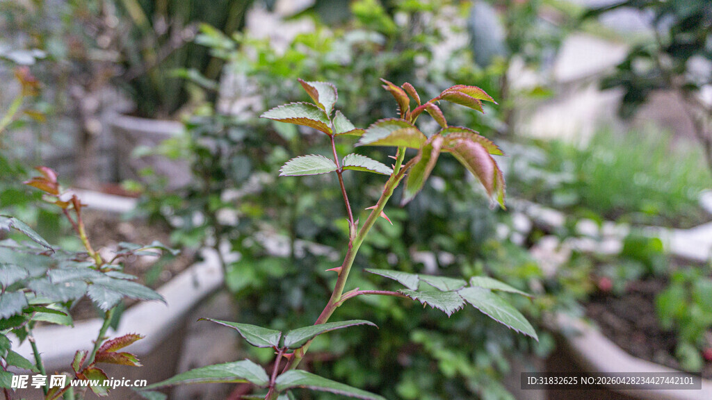 庭院绿植景致