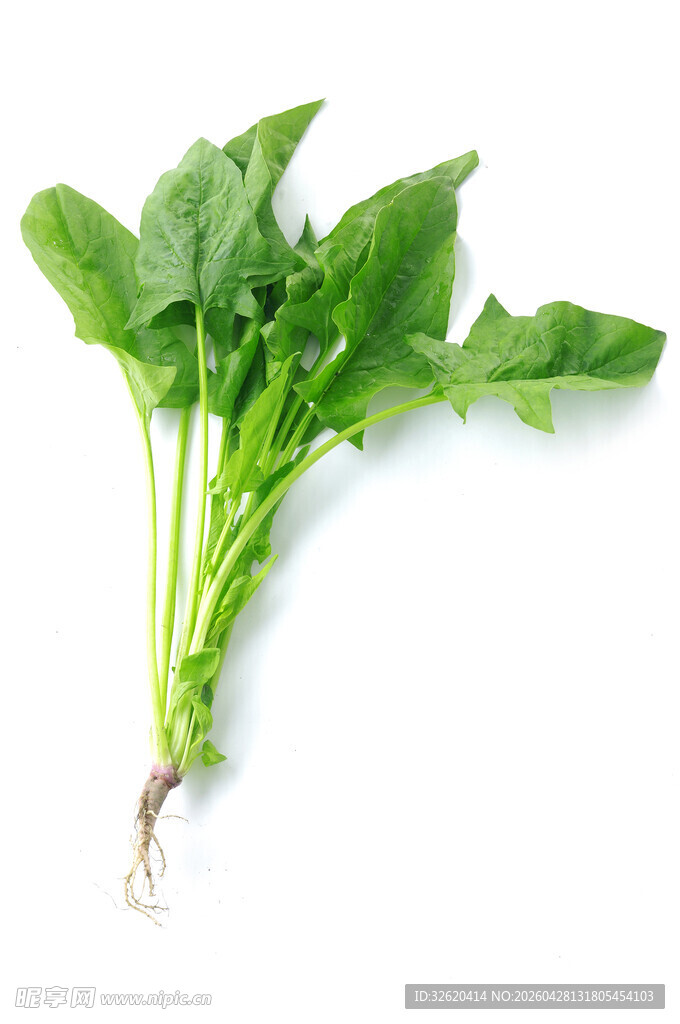 新鲜菠菜