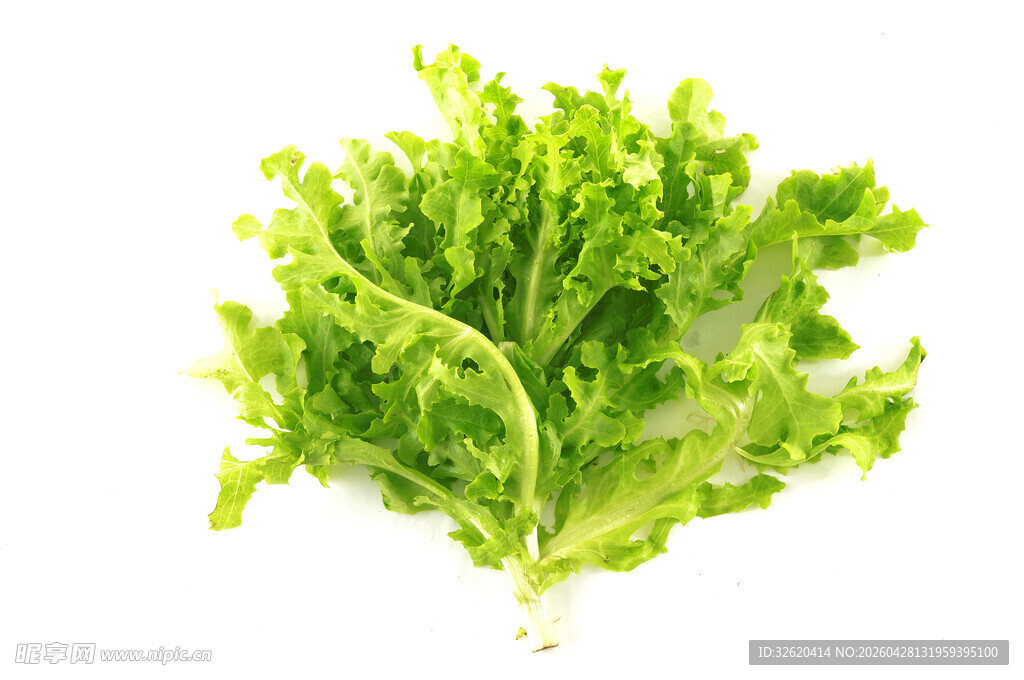 新鲜生菜