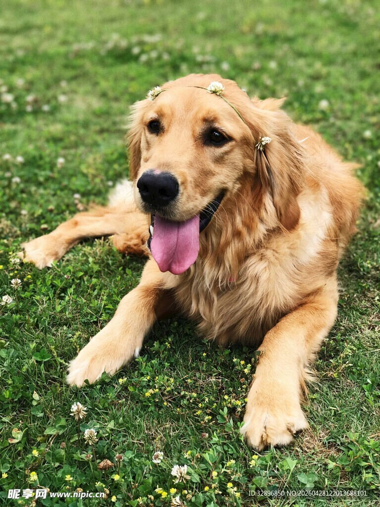 草地上吐舌休息的金毛犬