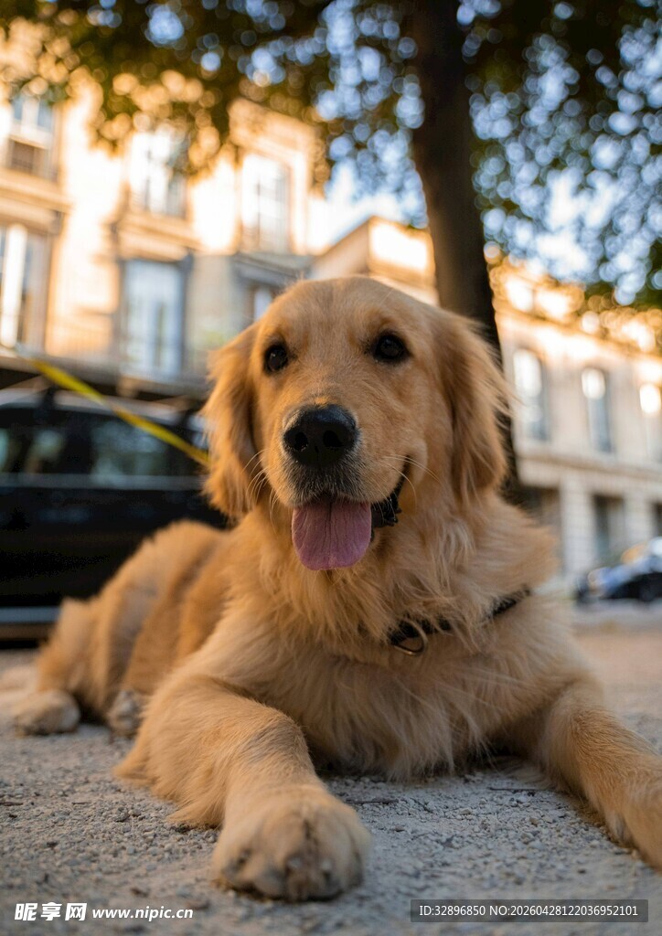 阳光下的趴卧金毛犬