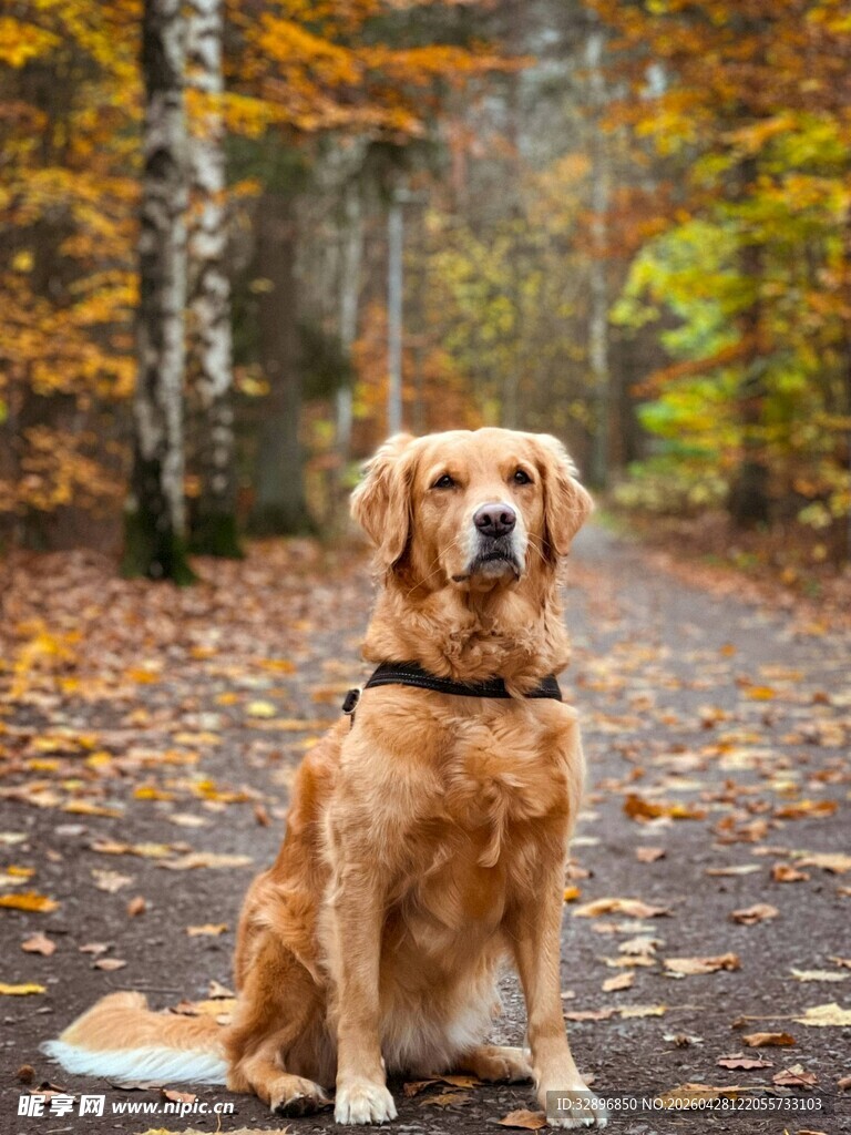 秋日林间的金毛犬
