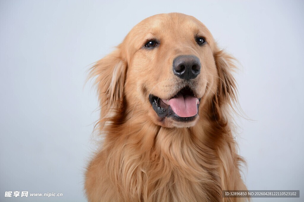 可爱金毛犬特写
