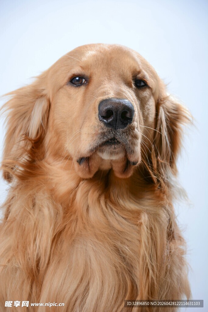 温顺金毛犬特写