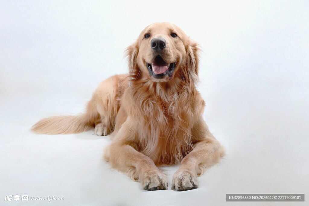 趴着的金毛犬