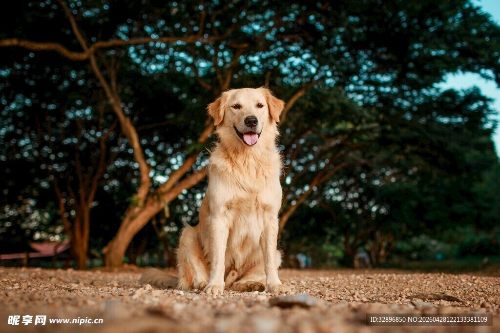 阳光下的可爱金毛犬