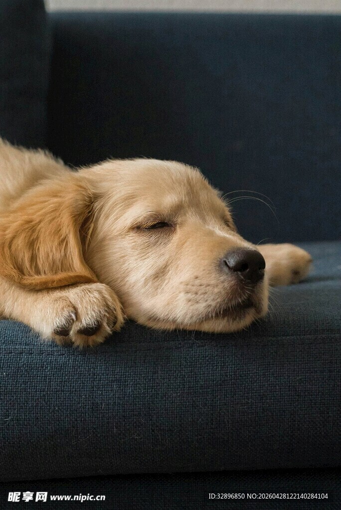 熟睡的金毛犬