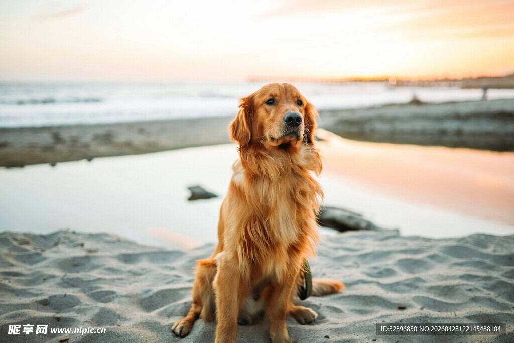 夕阳下沙滩上的金毛犬