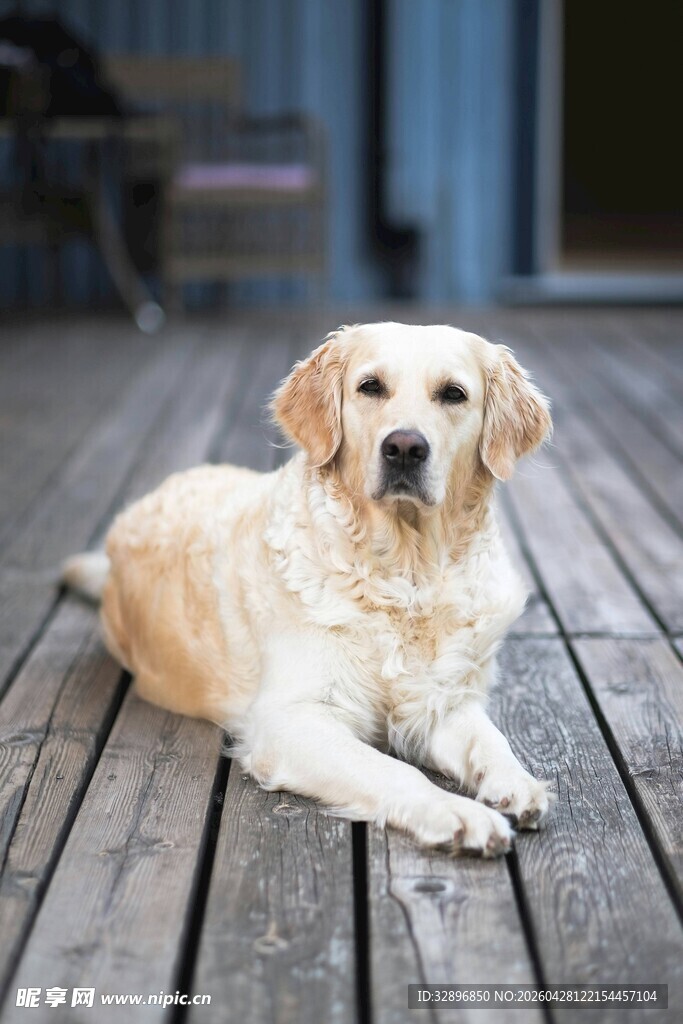 趴在木栈道上的金毛犬