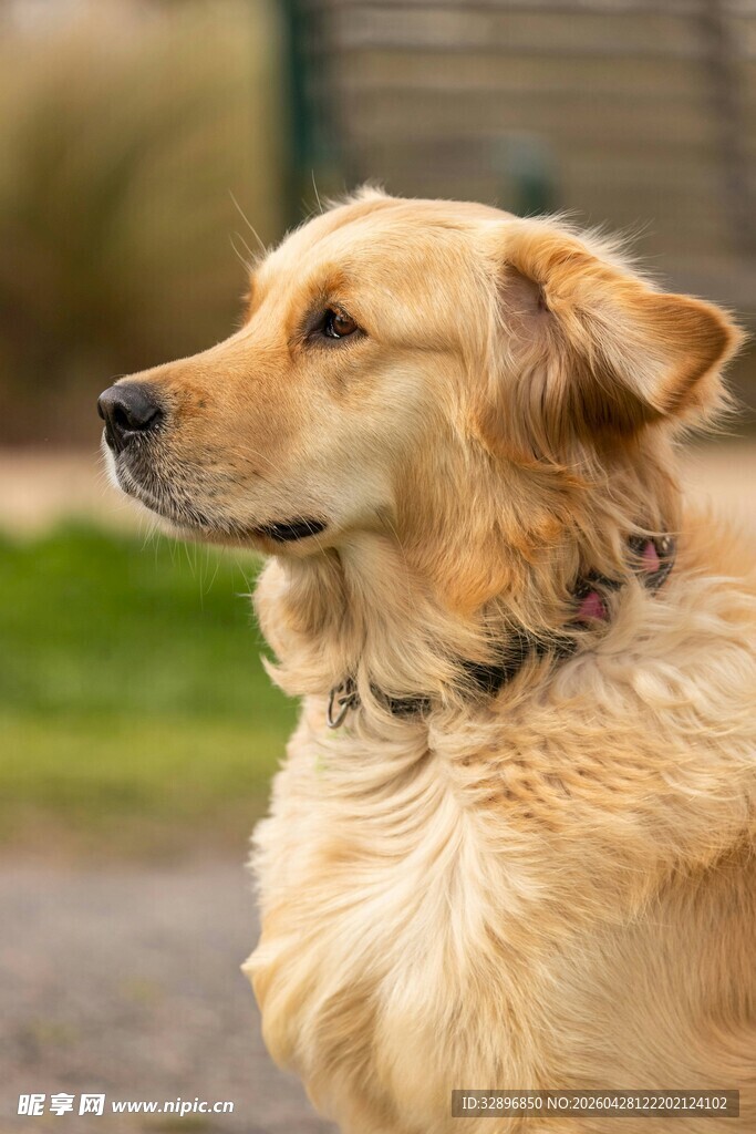 金毛犬侧头的温馨瞬间