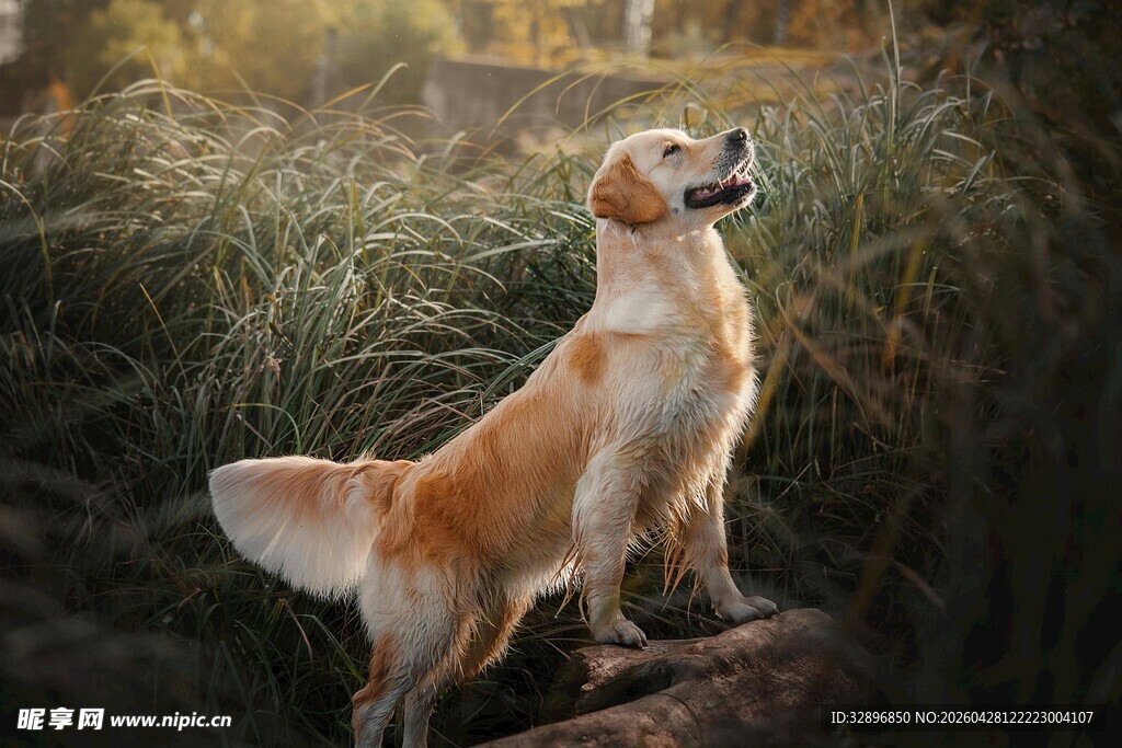 阳光下的金毛犬