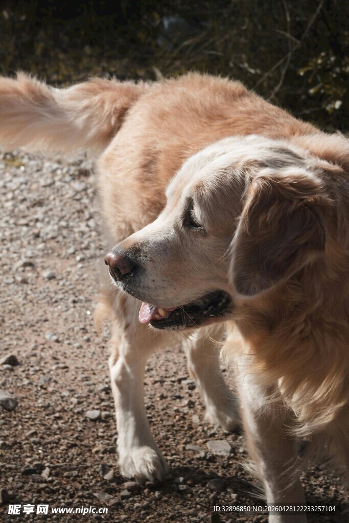 阳光下的金毛犬