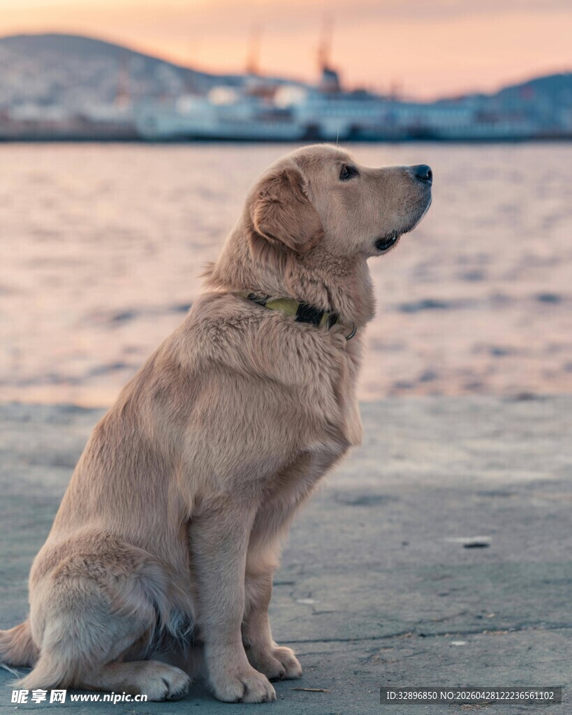 海边静坐的拉布拉多犬
