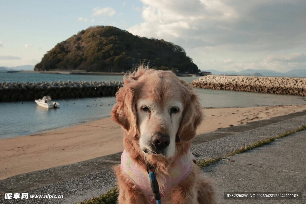 海边的可爱金毛犬